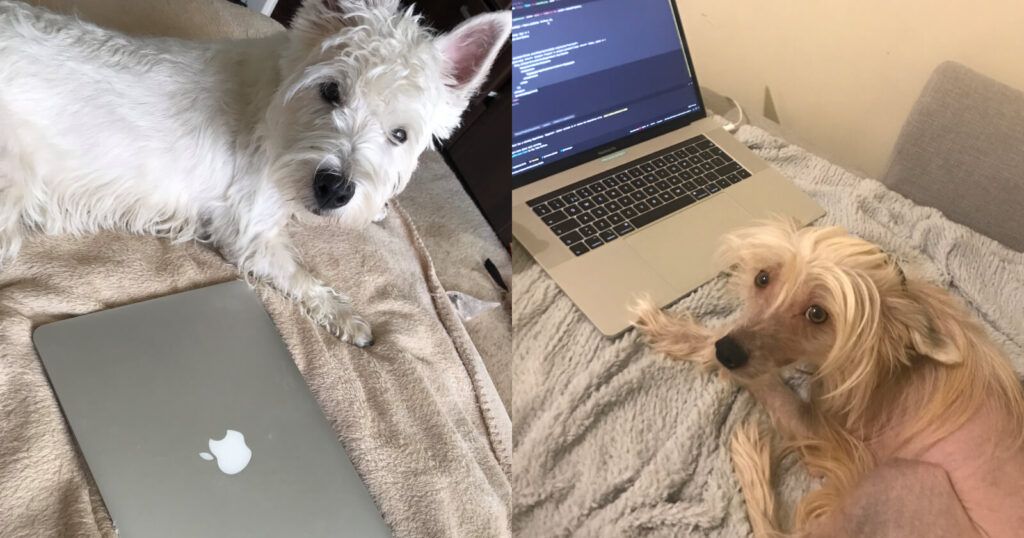 Proekspert remote work diary. Dogs