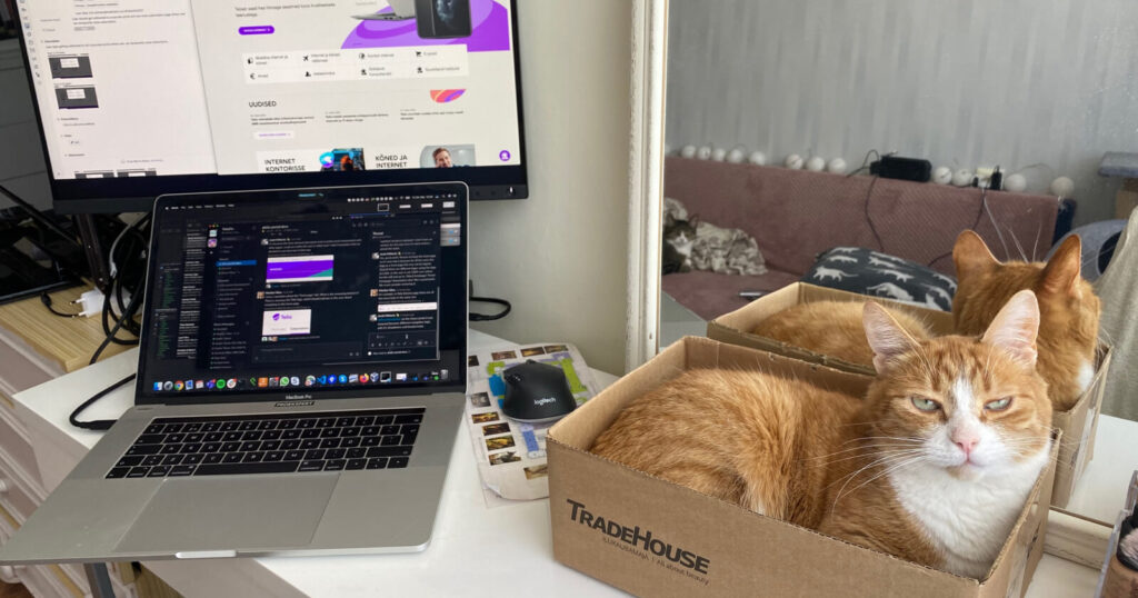 Proekspert remote work diary. Cat and setup