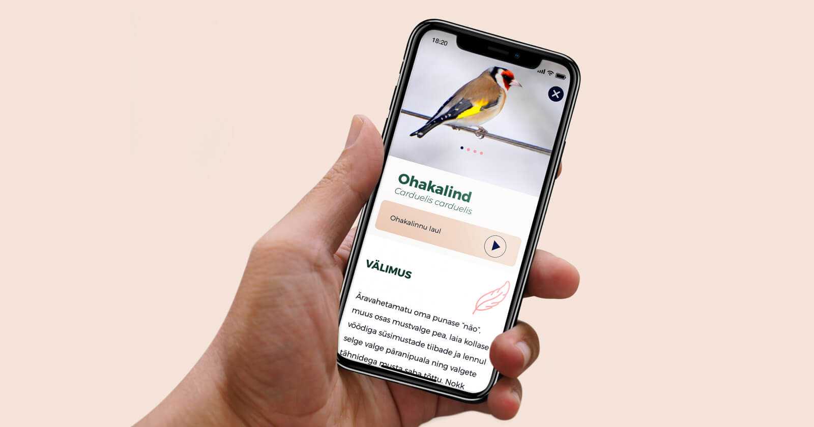 Siuts, the Proekspert bird-sounds learning app trends in Estonia